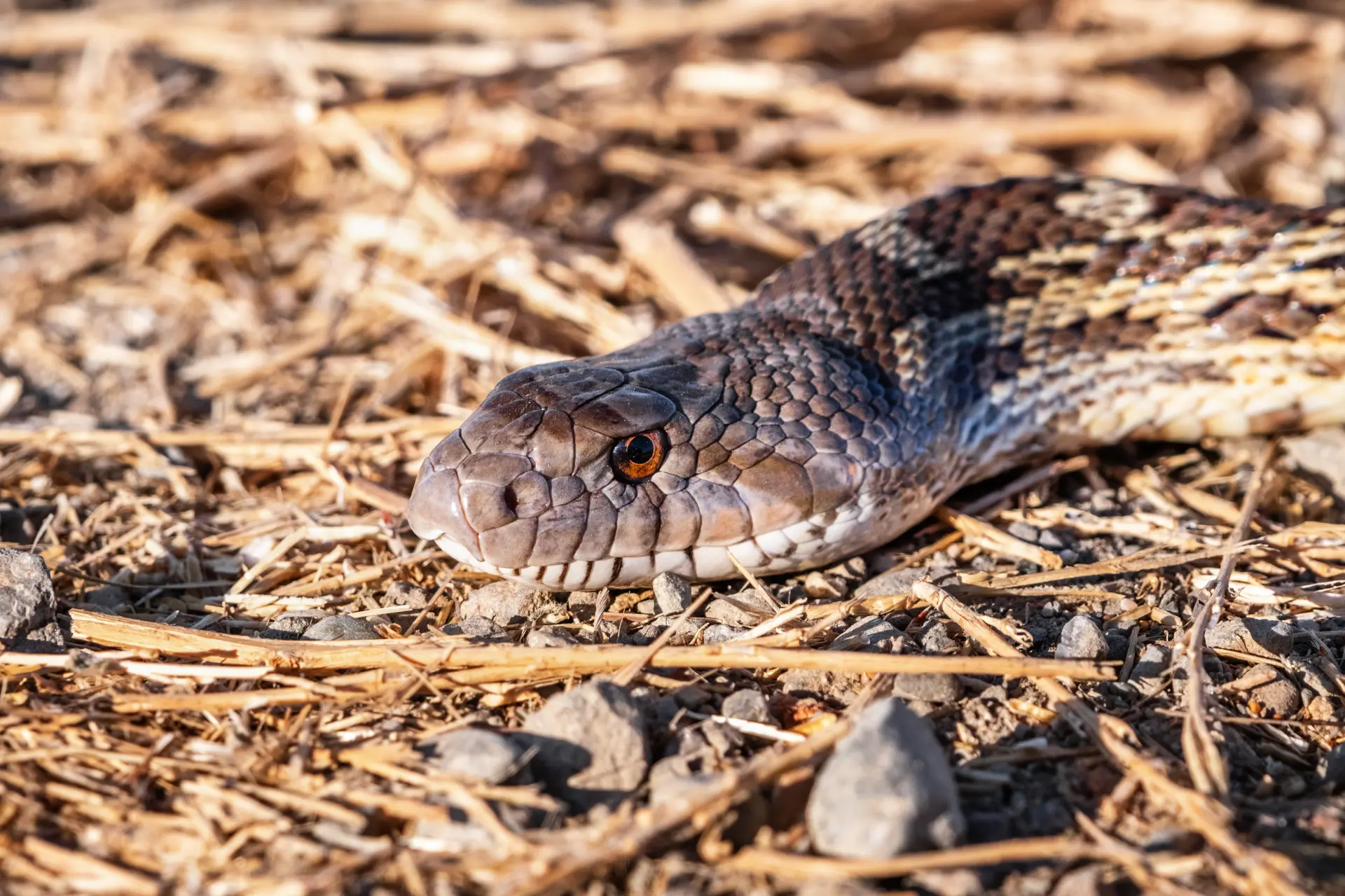 How to Make A Snake Trap