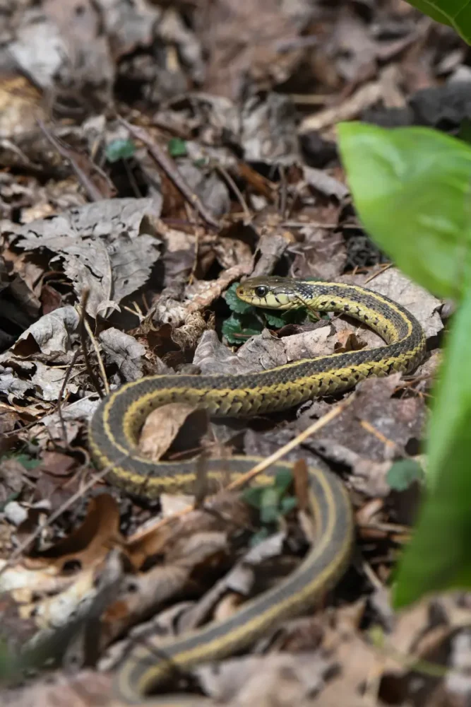 Snake on the ground