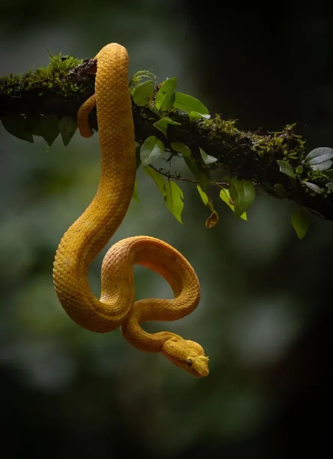 Yellow Snake on a tree branch