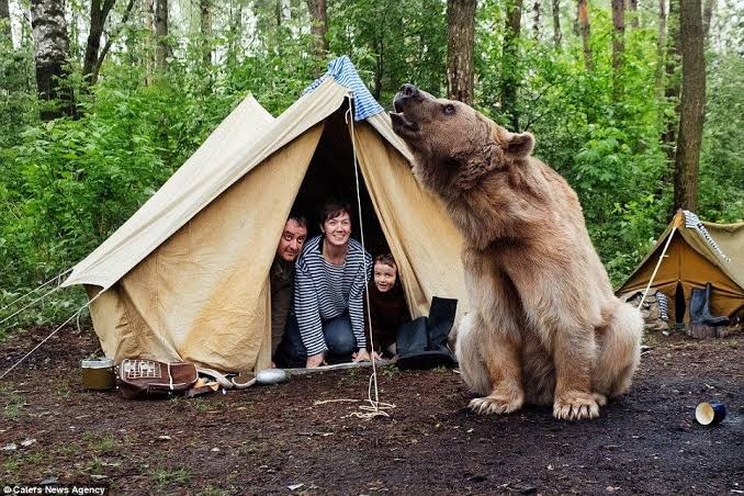 bear camping with family in tent