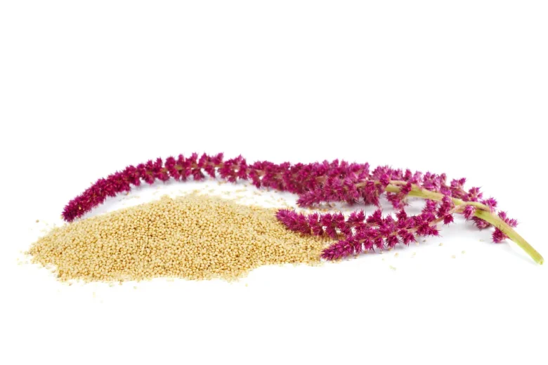 amaranth plant and seeds