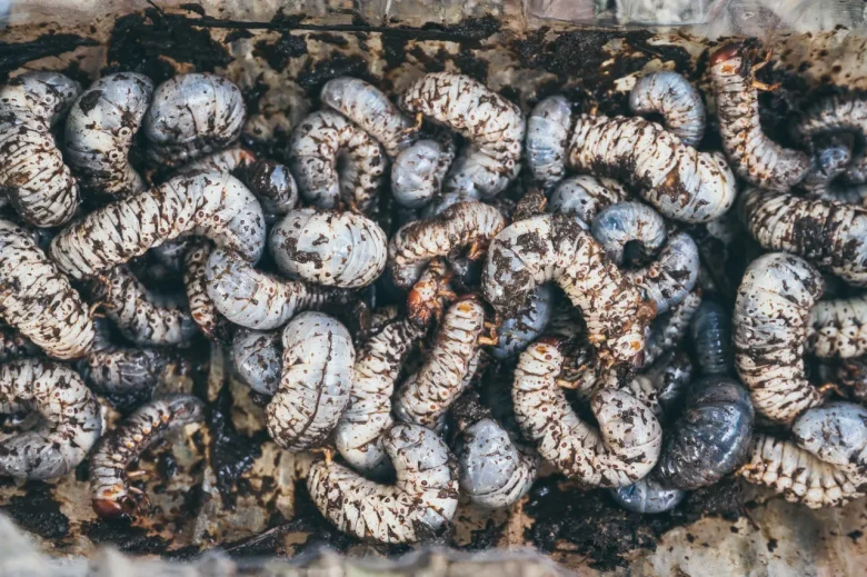beetle larvae