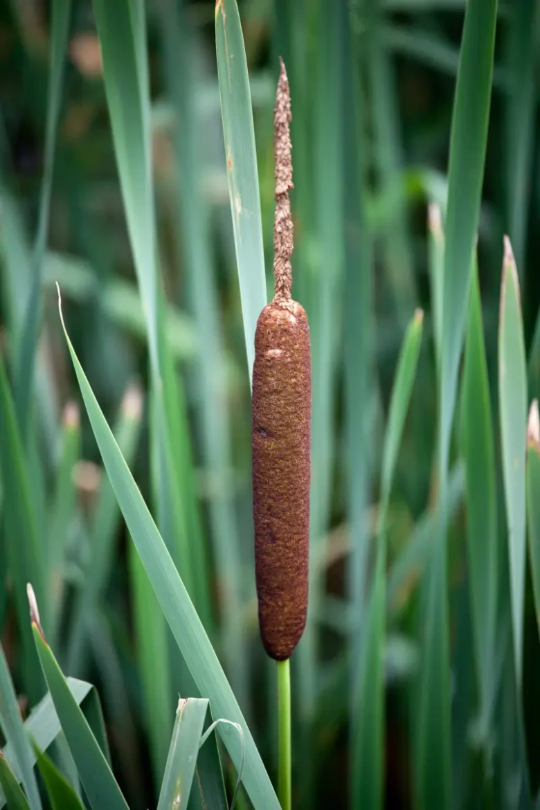cattail plant closeup