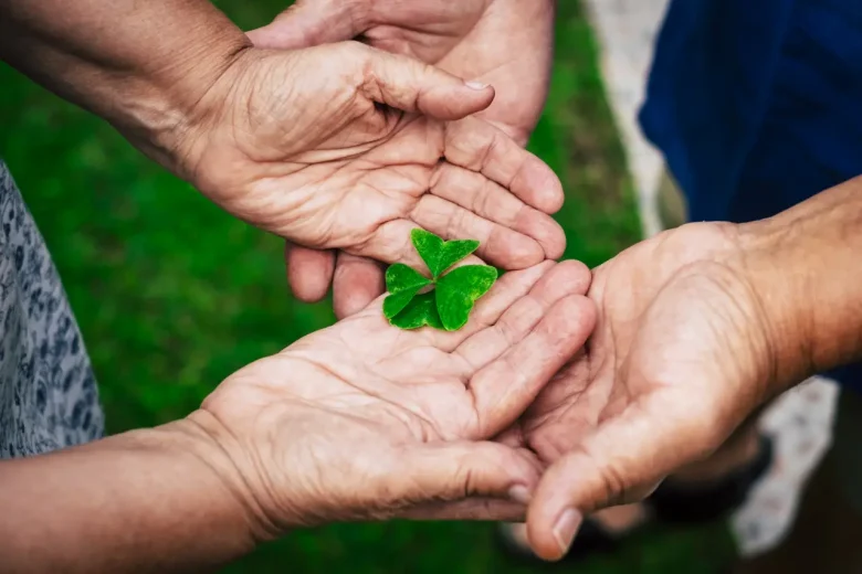 clovers plant