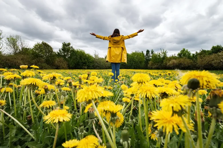 field of dandelions