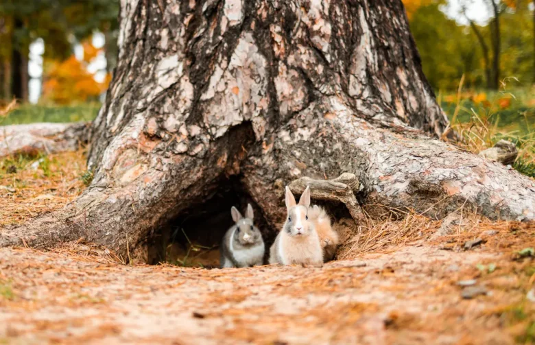 rabbits in the wild