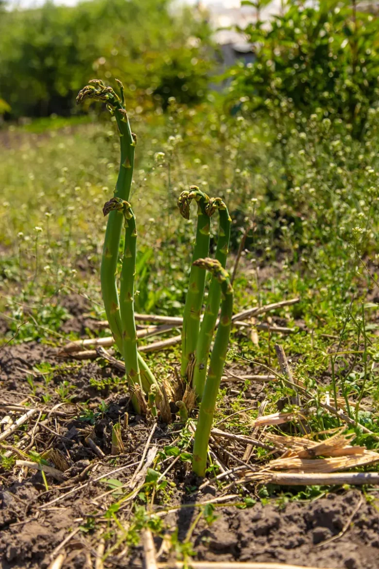 wild asparagus