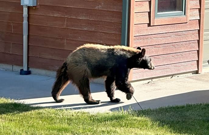 How to Scare a Bear: Insightful Tips During Bear Encounter