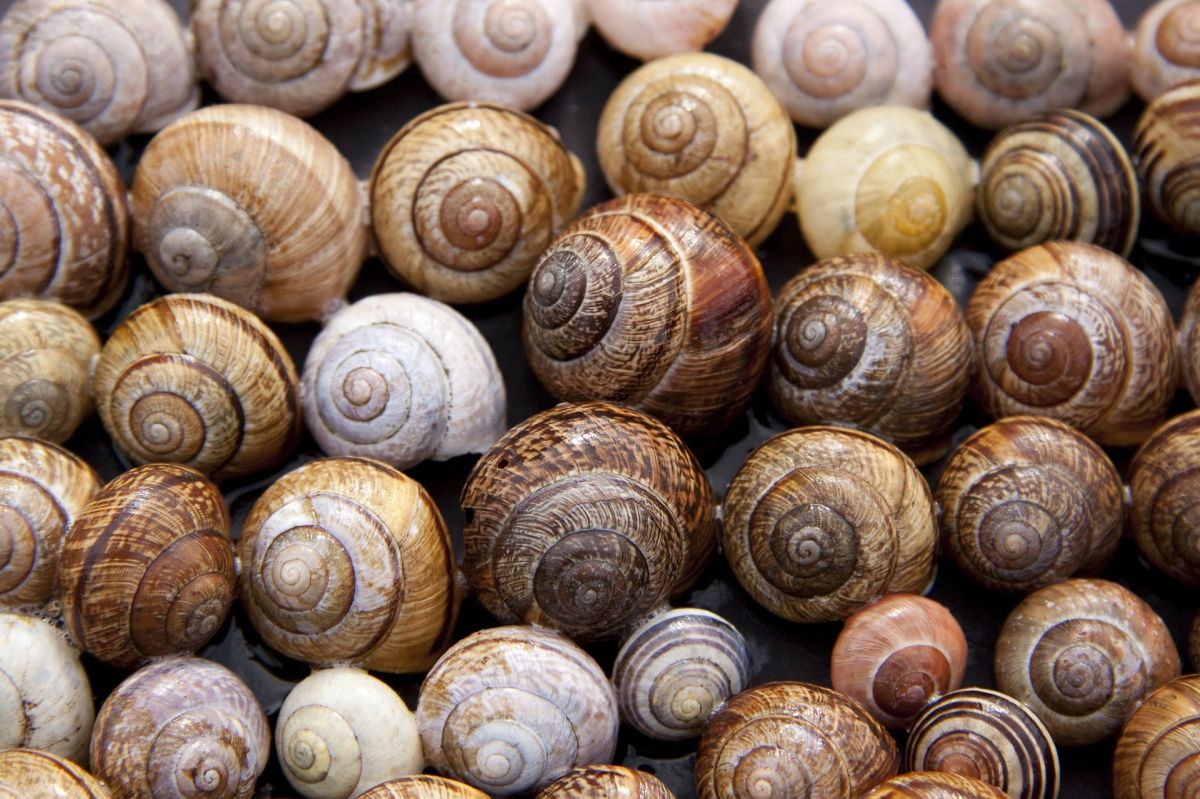 edible snails list