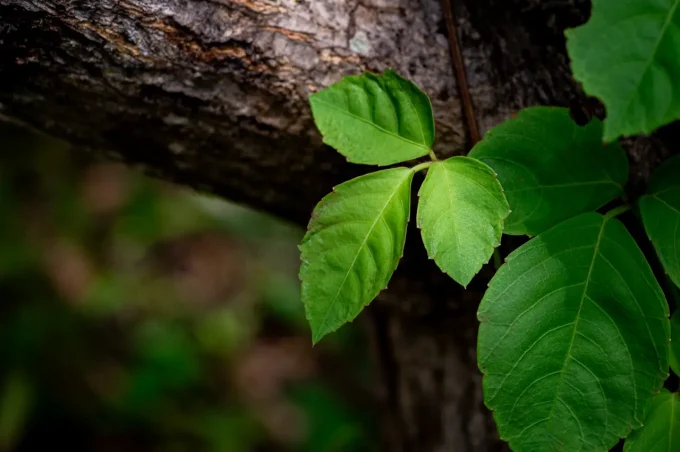 poinson ivy on branch