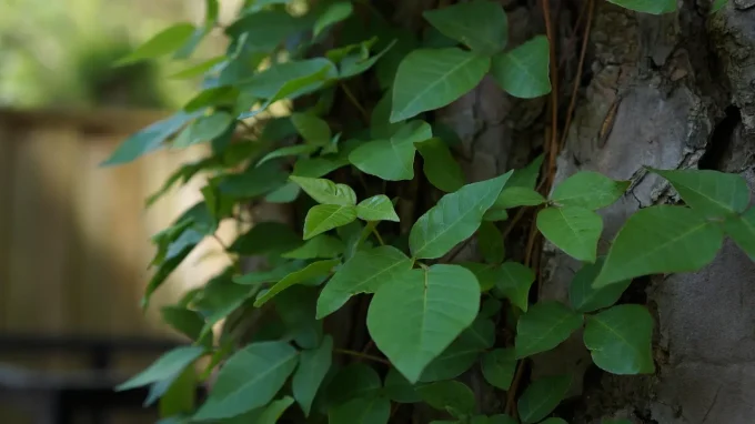 leaves
