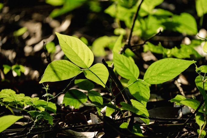 poison ivy leaves