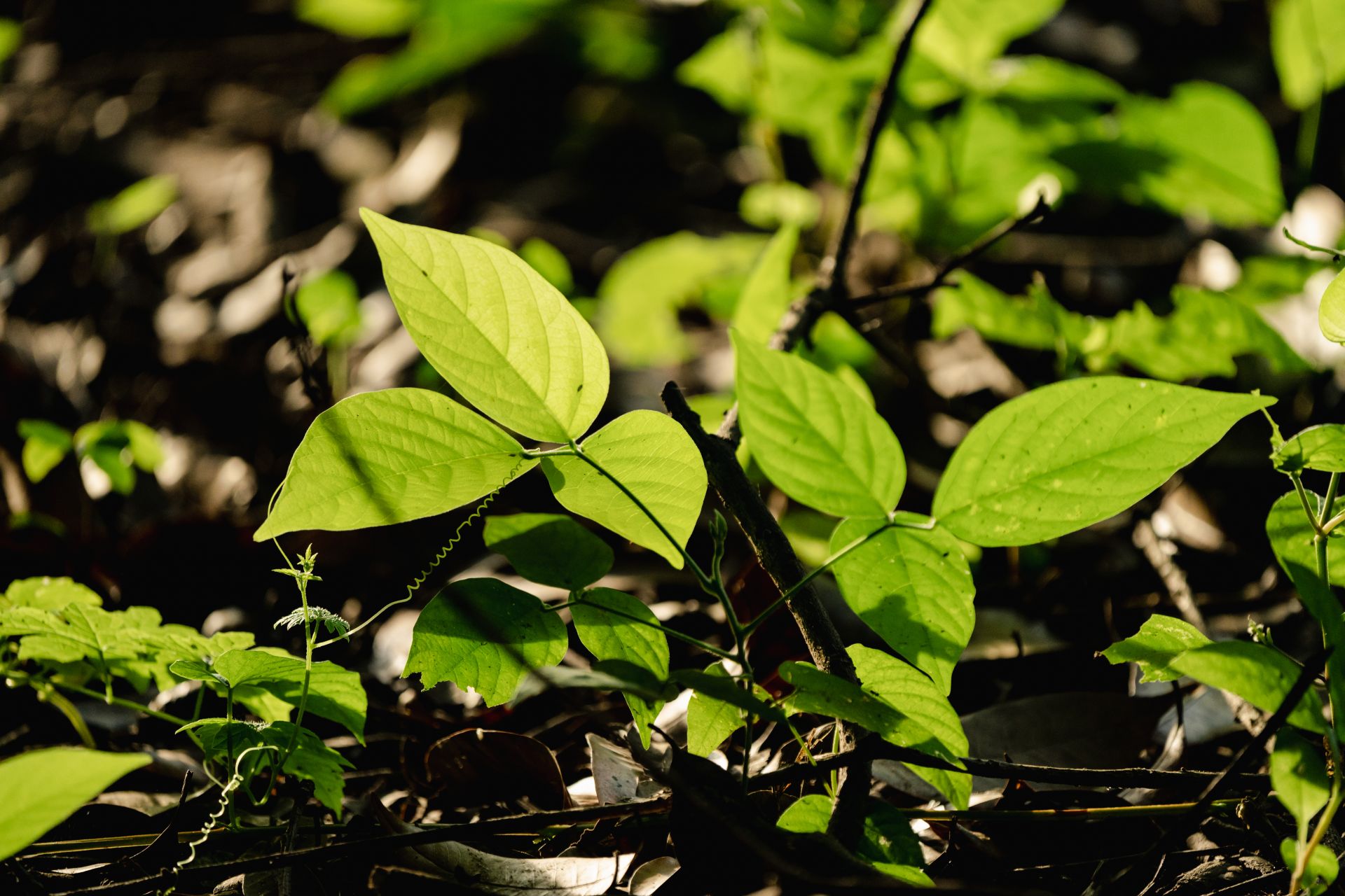 poison ivy leaves
