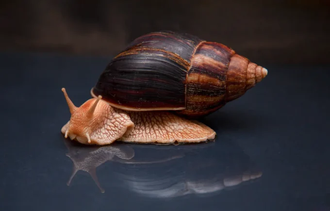 Giant African Snail